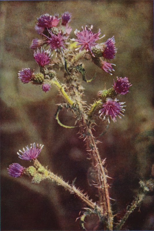Wild Flowers: Marsh Thistle by Charles Essenhigh Corke