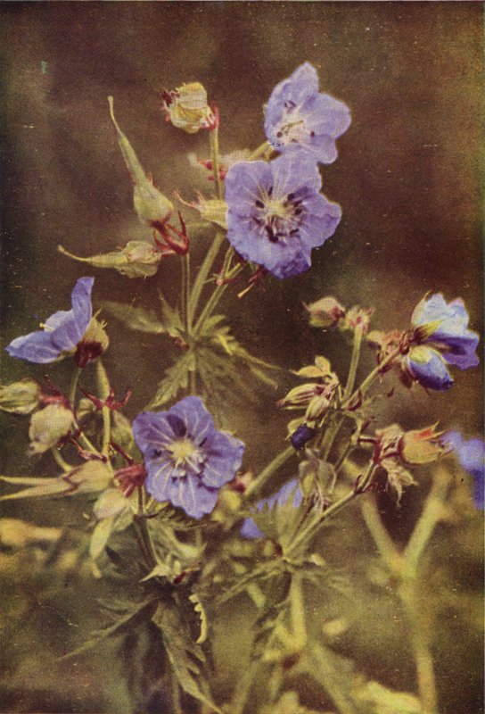 Wild Flowers: Meadow Crane