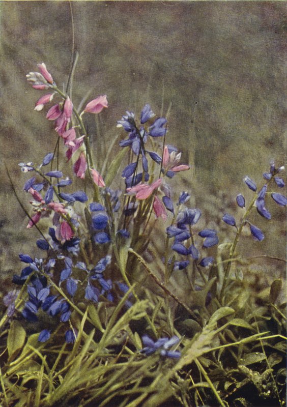 Wild Flowers: Milkwort by Charles Essenhigh Corke