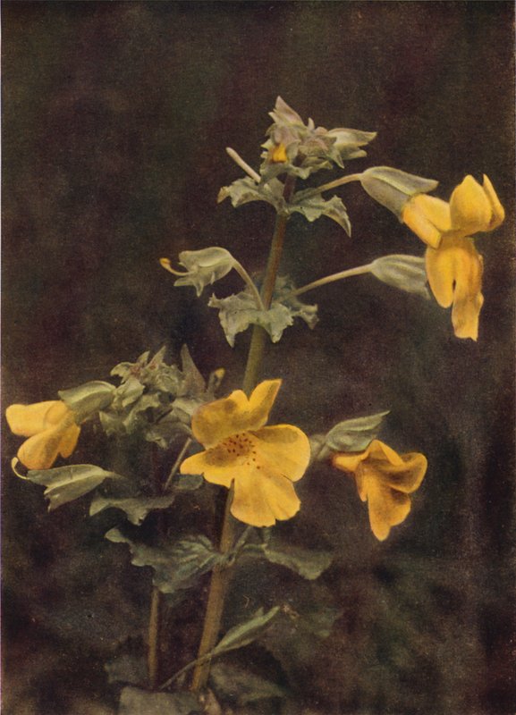 Wild Flowers: Monkey Flower by Charles Essenhigh Corke