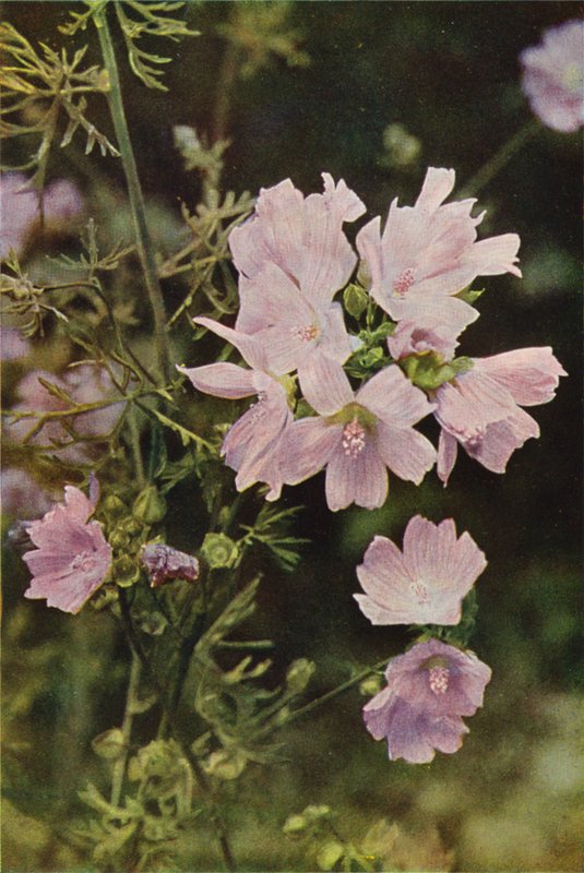 Wild Flowers: Musk Mallow by Charles Essenhigh Corke