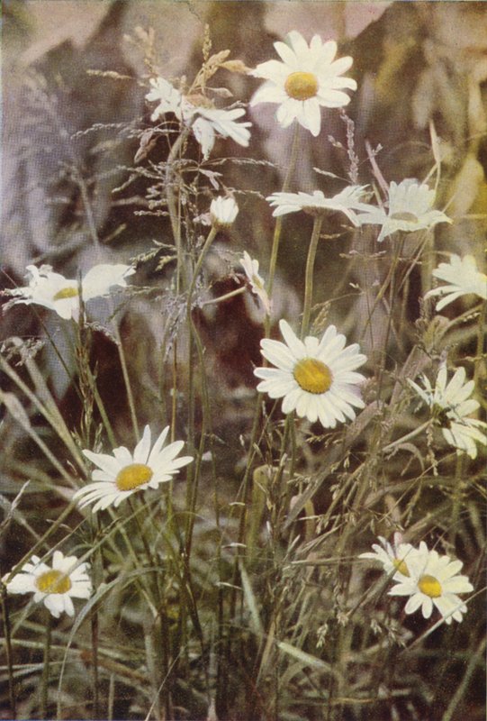 Wild Flowers: Ox-Eye Daisy by Charles Essenhigh Corke