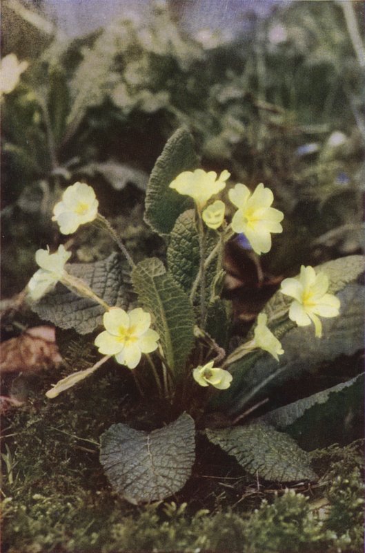 Wild flowers: Primrose by Charles Essenhigh Corke