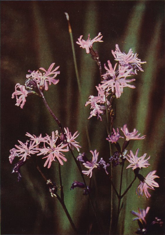 Wild Flowers: Ragged Robin by Charles Essenhigh Corke