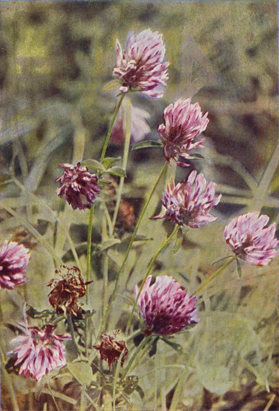 Wild Flowers: Red Clover by Charles Essenhigh Corke
