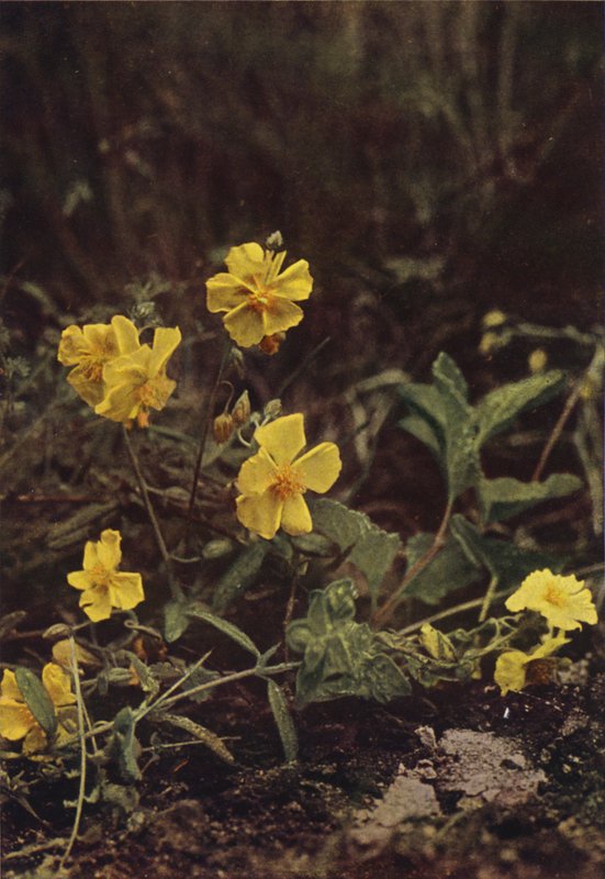 Wild Flowers: Rock Rose by Charles Essenhigh Corke