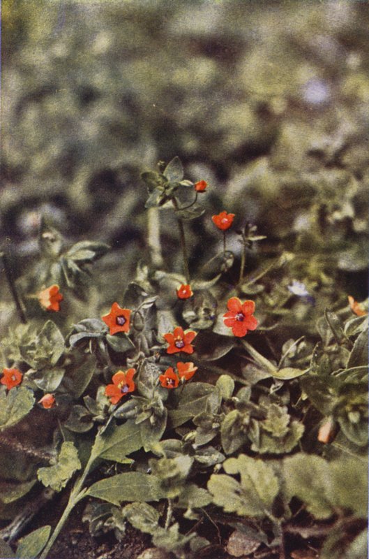 Wild flowers: Scarlet Pimpernel by Charles Essenhigh Corke
