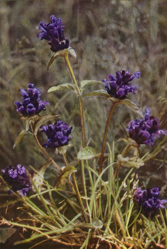 Wild Flowers: Self-Heal by Charles Essenhigh Corke