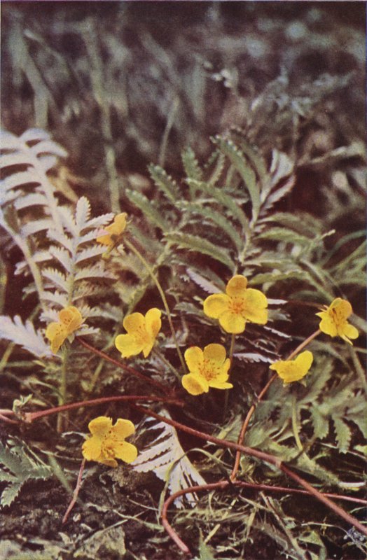 Wild Flowers: Silverweed by Charles Essenhigh Corke
