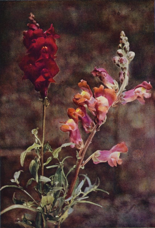 Wild flowers: Snapdragon by Charles Essenhigh Corke