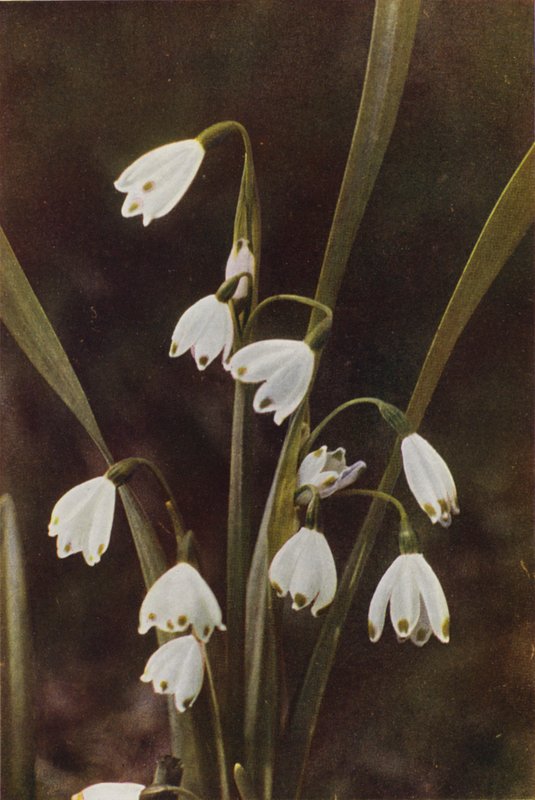 Wild flowers: Snowflake by Charles Essenhigh Corke