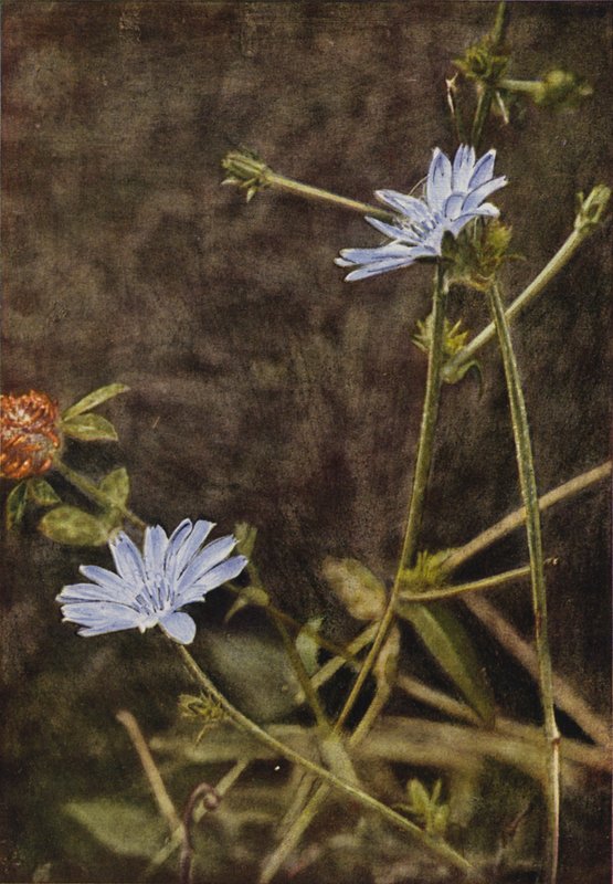 Wild Flowers: Succory by Charles Essenhigh Corke