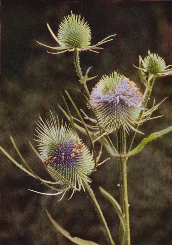 Wild Flowers: Teasel by Charles Essenhigh Corke