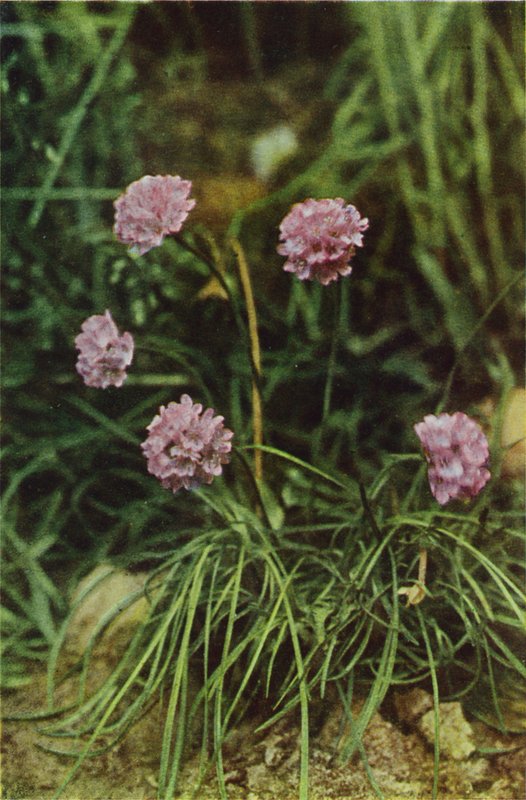 Wild Flowers: Thrift by Charles Essenhigh Corke