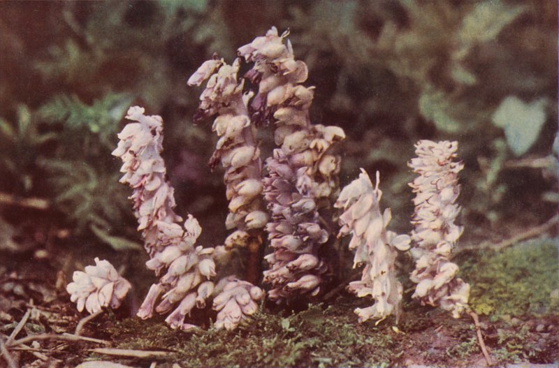 Wild Flowers: Toothwort by Charles Essenhigh Corke