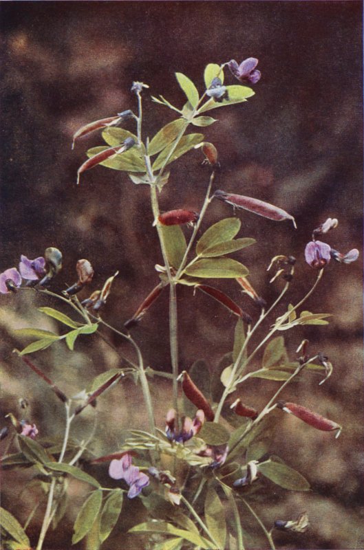 Wild flowers: Tuberous Bitter Pea by Charles Essenhigh Corke