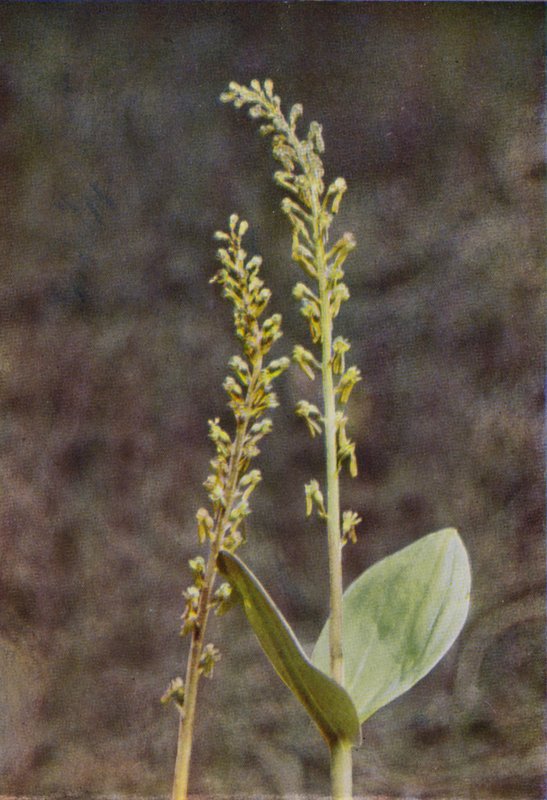 Wild Flowers: Twayblade by Charles Essenhigh Corke
