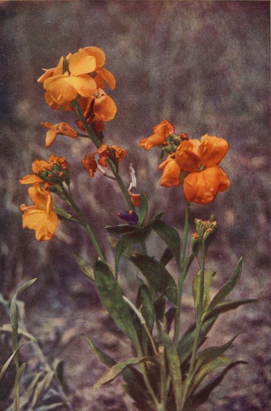 Wild Flowers: Wallflower by Charles Essenhigh Corke