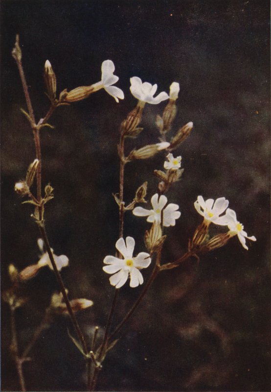 Wild Flowers: White Campion by Charles Essenhigh Corke