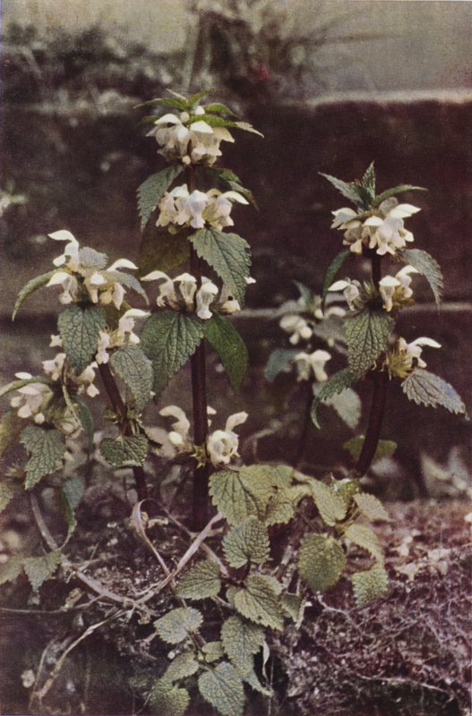 Wild flowers: White Deadnettle by Charles Essenhigh Corke