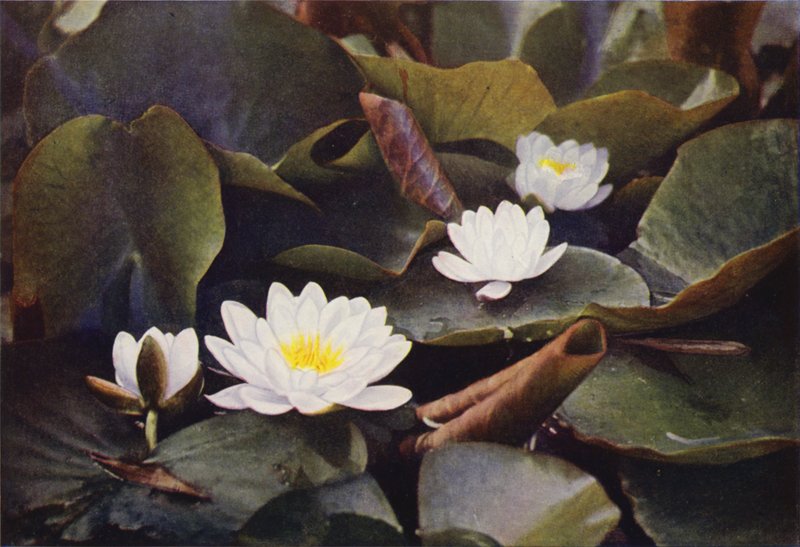 Wild Flowers: White Water Lily by Charles Essenhigh Corke
