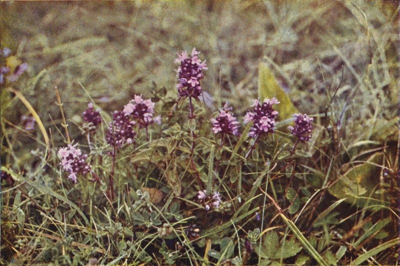 Wild Flowers: Wild Thyme by Charles Essenhigh Corke