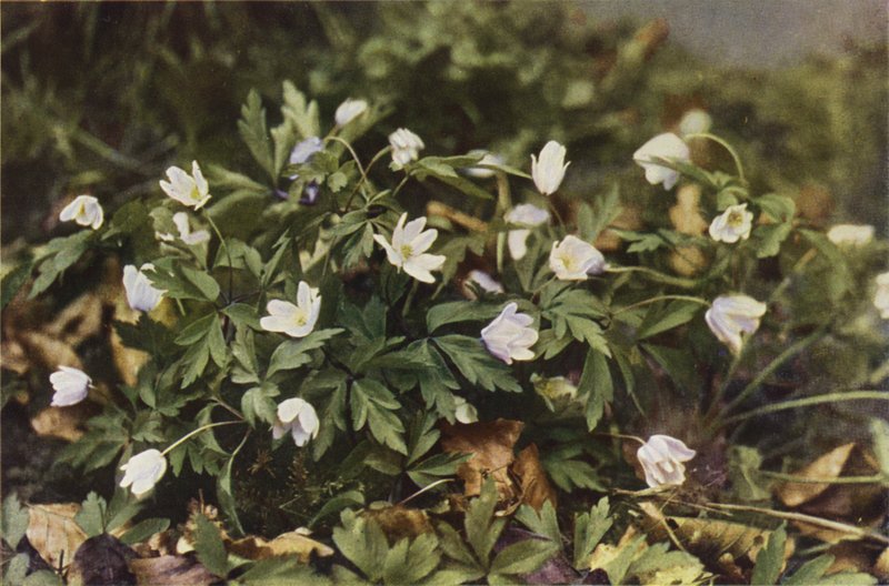 Wild Flowers: Wood Anemone by Charles Essenhigh Corke