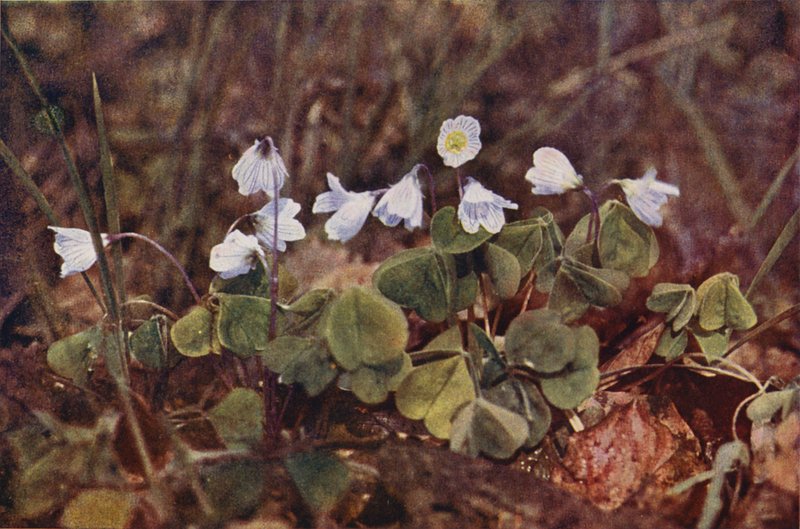 Wild flowers: Wood Sorrel by Charles Essenhigh Corke