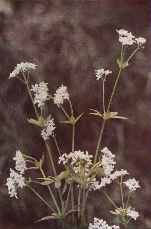 Wild Flowers: Woodruff by Charles Essenhigh Corke