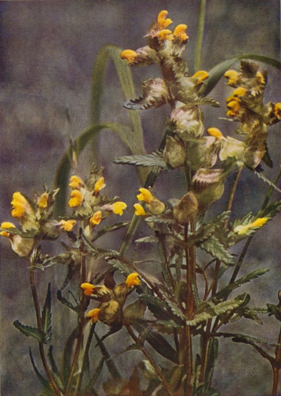 Wild flowers: Yellow Rattle by Charles Essenhigh Corke