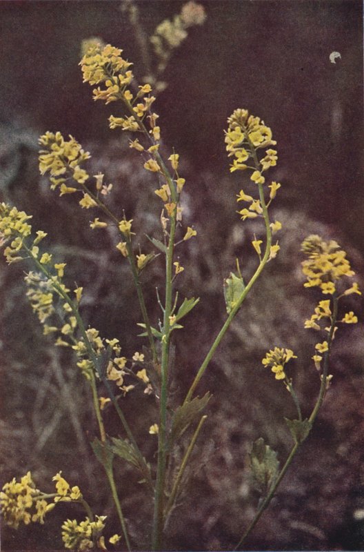 Wild flowers: Yellow Rocket by Charles Essenhigh Corke