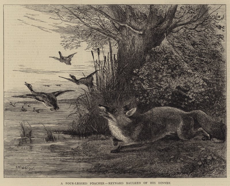 A Four-Legged Poacher, Reynard baulked of his Dinner by Charles Harvey Weigall