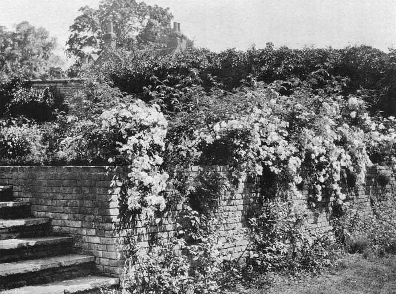 Cluster Roses by Charles Latham