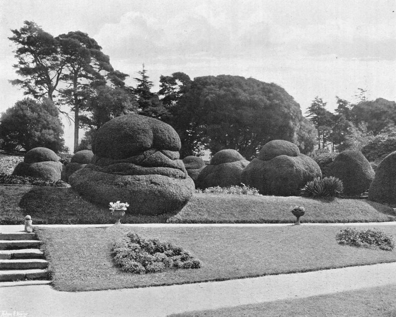 Gradation of Yews by Charles Latham