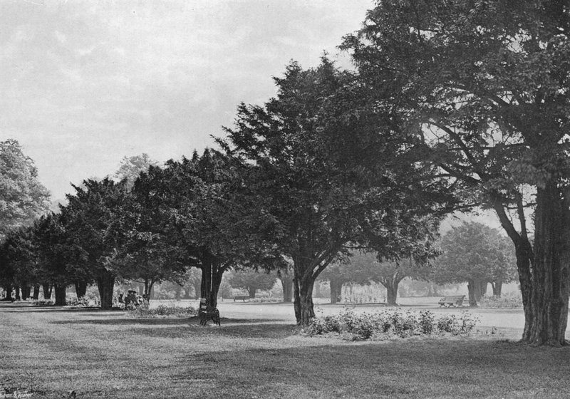 The Yews at Hampton Court Today by Charles Latham