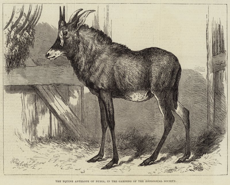 The Equine Antelope of Nubia, in the Gardens of the Zoological Society by Charles William Carter