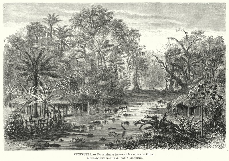 Path through the Jungles of Zulia, Venezuela by Christian Anton Goering