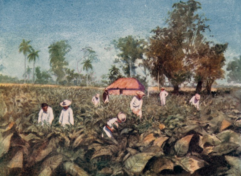 Tobacco Plantation, Cuba by Claude Pratt