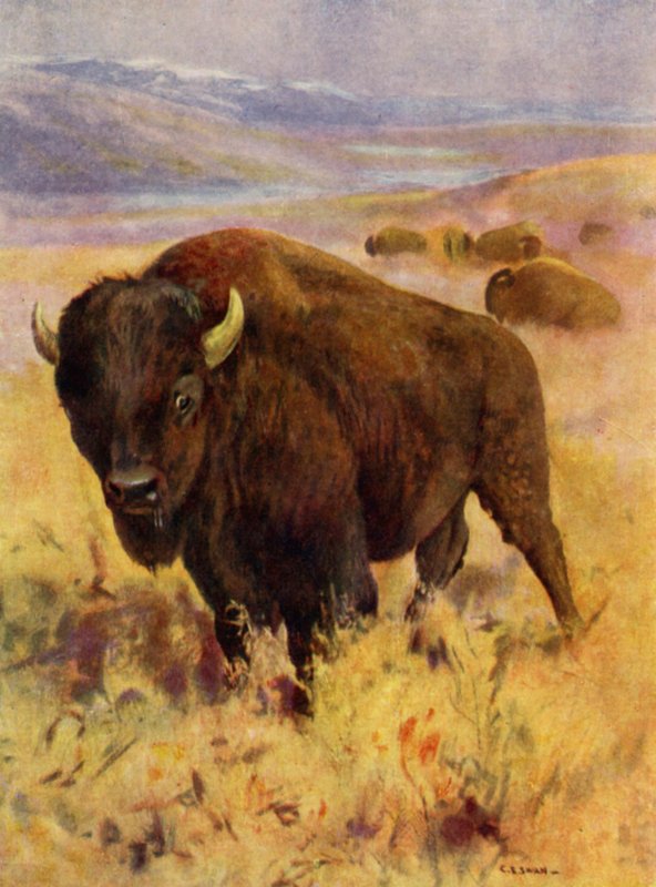 At the Zoo: Bison by Cuthbert Edmund Swan