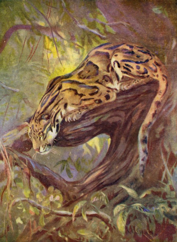 At the Zoo: Clouded Leopard by Cuthbert Edmund Swan