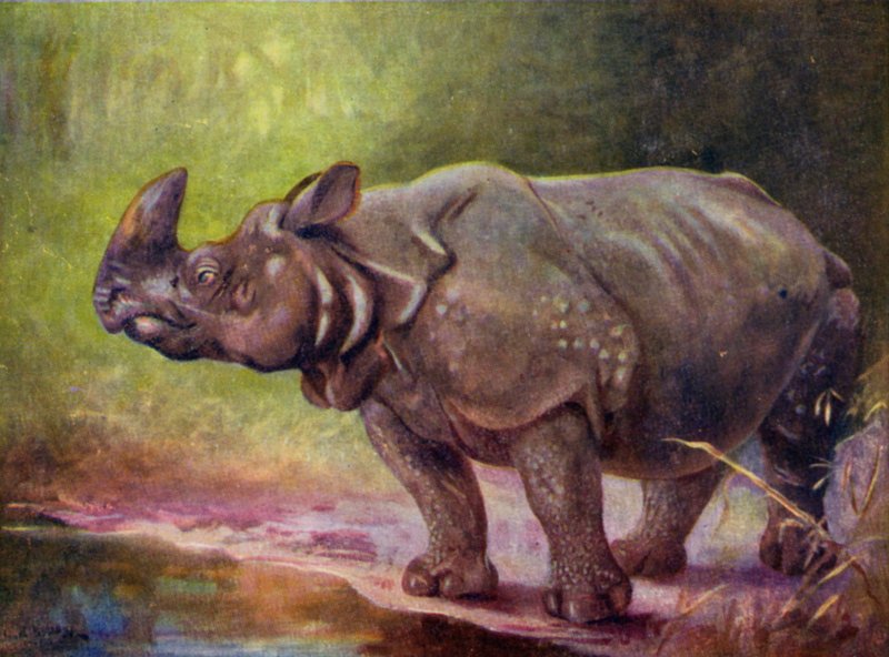 At the Zoo: Rhinoceros by Cuthbert Edmund Swan