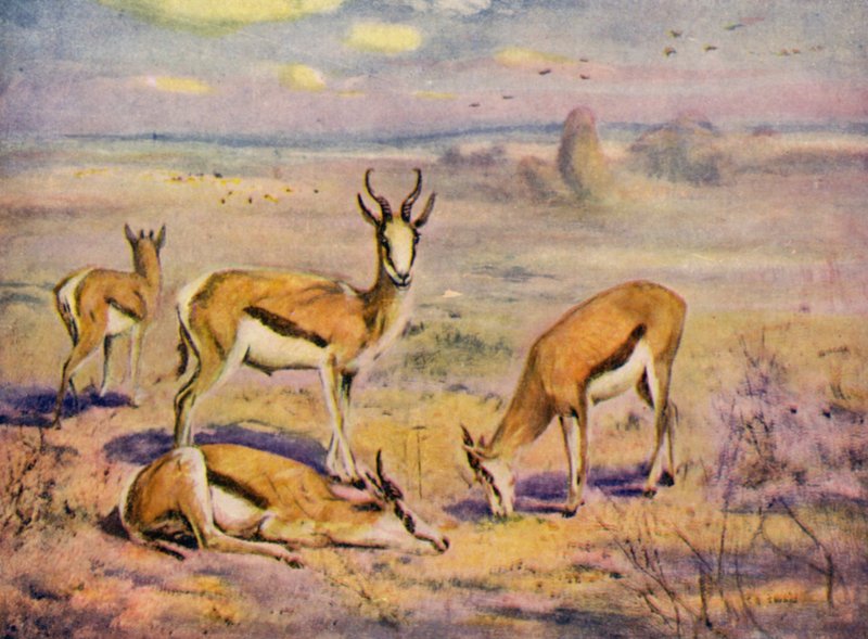 At the Zoo: Springboks by Cuthbert Edmund Swan