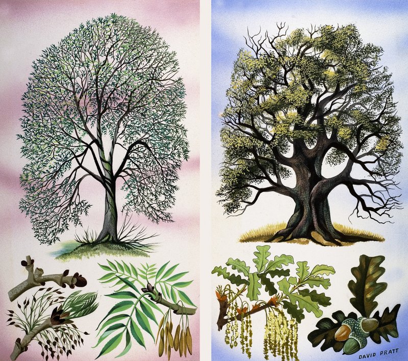 Trees You Can See by David Pratt