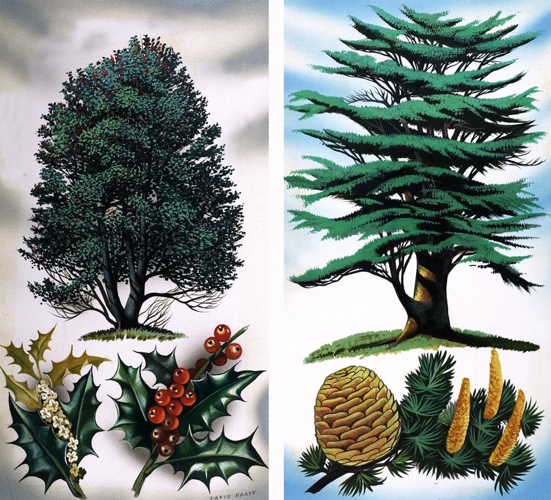 Trees You Can See: Holly Tree & Cedar by David Pratt
