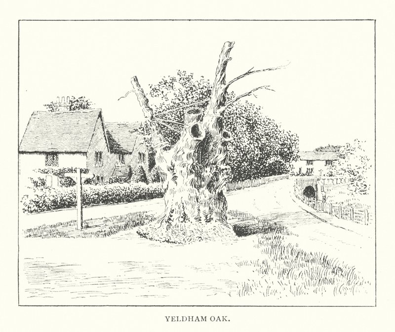Yeldham Oak by Duncan Moul