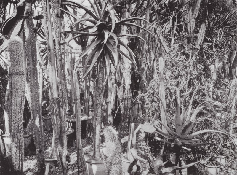Kew Gardens, c.1900 by E. J. Wallis