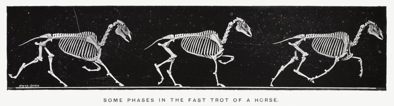 Some phases in the fast trot of a horse by Eadweard Muybridge