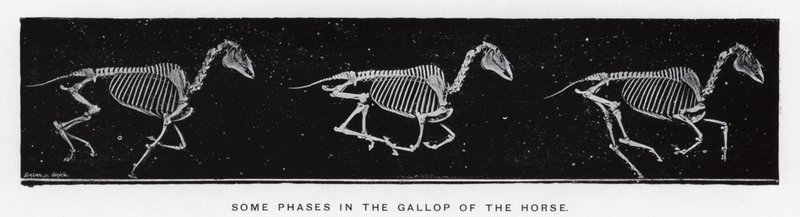 Some Phases in the Gallop of the Horse by Eadweard Muybridge