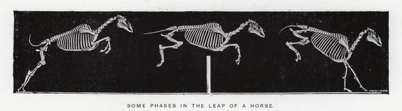 Some Phases in the Leap of a Horse by Eadweard Muybridge