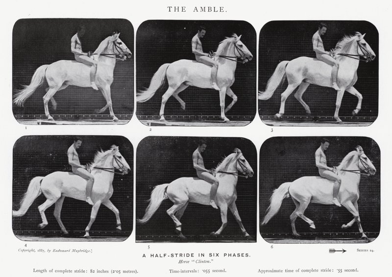 The Amble by Eadweard Muybridge